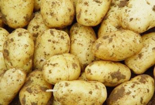 孕婦不可多吃土豆 有致糖尿病風險